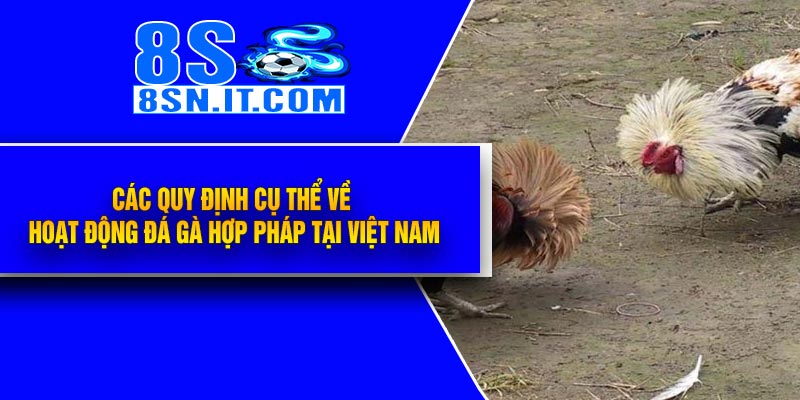 Các quy định cụ thể về hoạt động đá gà hợp pháp tại Việt Nam