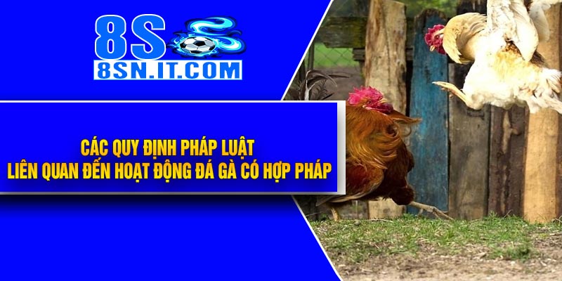Các quy định pháp luật liên quan đến hoạt động đá gà có hợp pháp