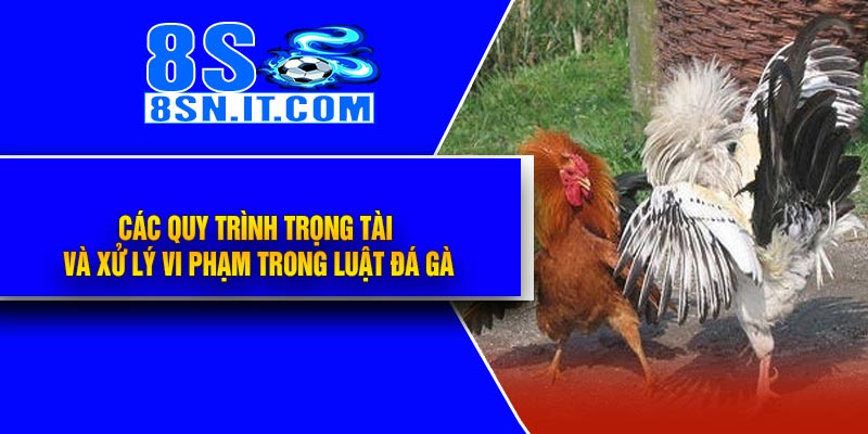 Các quy trình trọng tài và xử lý vi phạm trong Luật Đá Gà