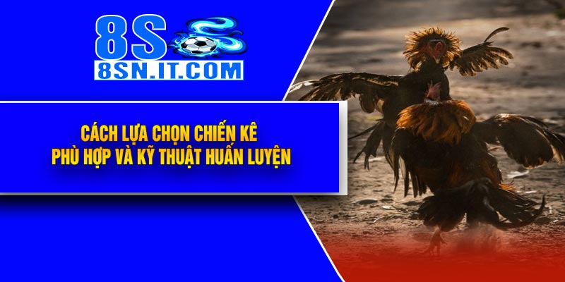 Cách lựa chọn chiến kê phù hợp và kỹ thuật huấn luyện