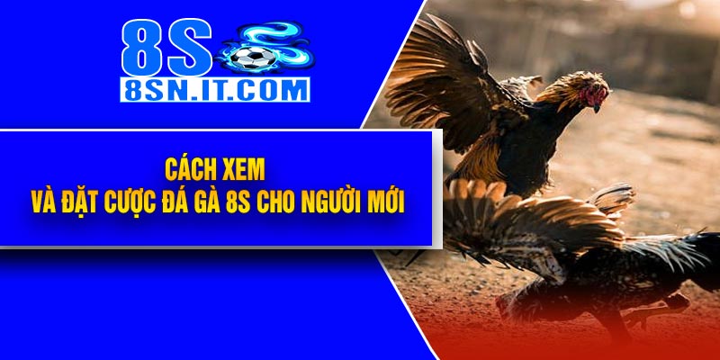 Cách xem và đặt cược Đá Gà 8S cho người mới