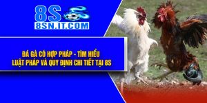 Đá Gà Có Hợp Pháp - Tìm Hiểu Luật Pháp Và Quy Định Chi Tiết Tại 8S