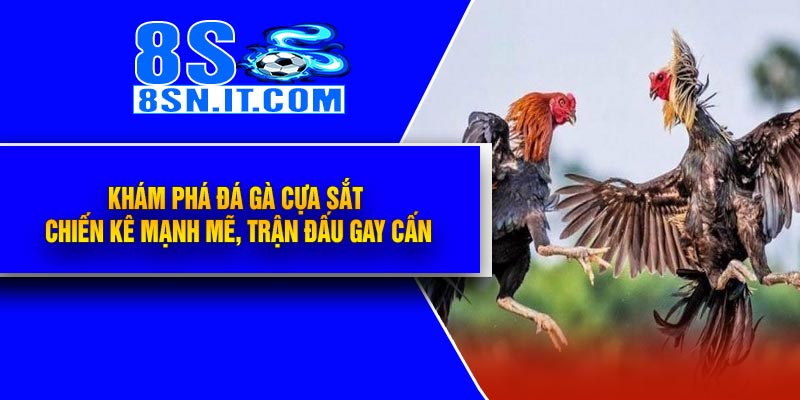 Khám Phá Đá Gà Cựa Sắt – Chiến Kê Mạnh Mẽ, Trận Đấu Gay Cấn