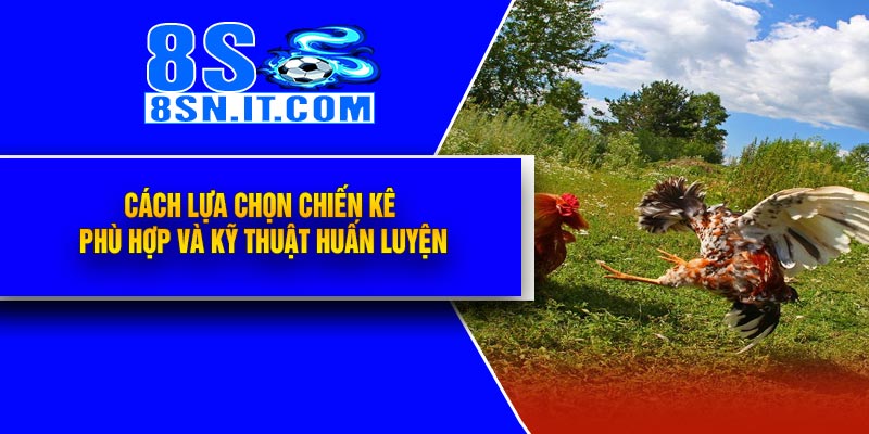 Tìm Hiểu Luật Đá Gà Chi Tiết Giúp Trận Đấu Hồi Hộp Và An Toàn