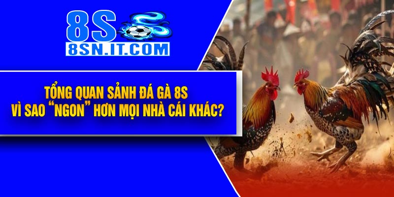 Tổng quan sảnh Đá Gà 8S – Vì sao “ngon” hơn mọi nhà cái khác?